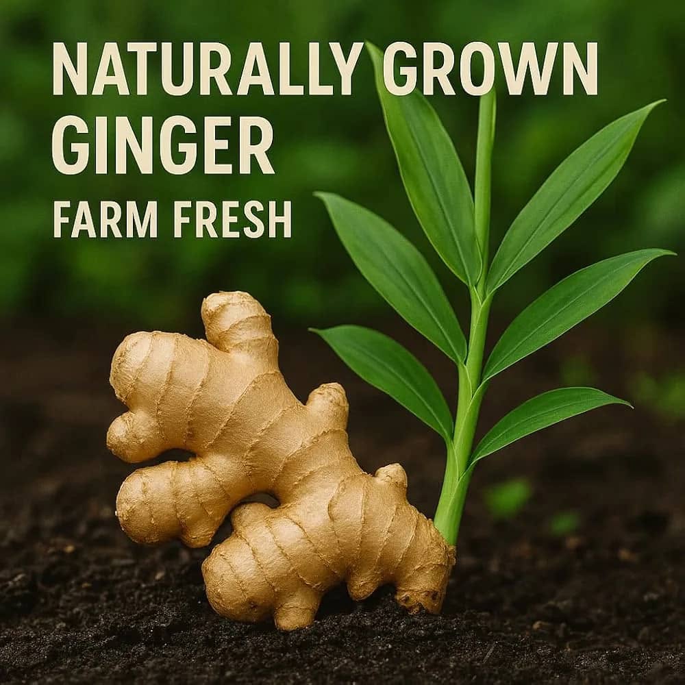 Organic Raw Ginger Root – 100% Natural Whole Ginger | 2kg (4.41lbs) | Perfect for Cooking, Teas & Wellness